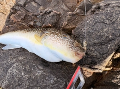 ショウサイフグの釣果