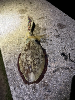 コウイカの釣果