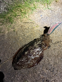 コウイカの釣果