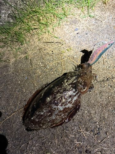 コウイカの釣果