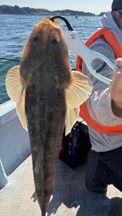 マゴチの釣果