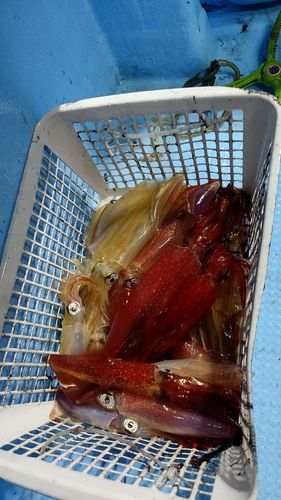 ケンサキイカの釣果