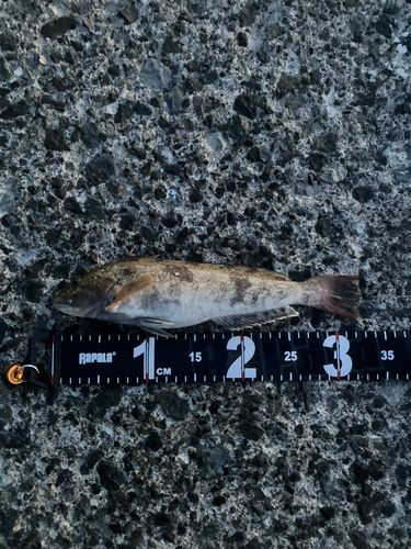 アイナメの釣果