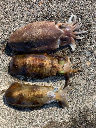 アオリイカの釣果