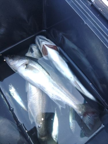 セイゴ（ヒラスズキ）の釣果