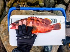 アカハタの釣果