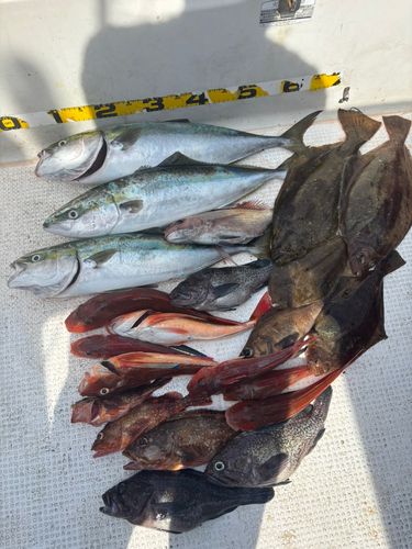 ヒラメの釣果