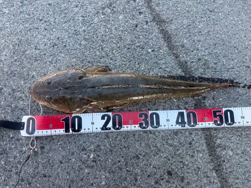 マゴチの釣果