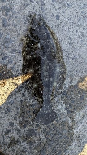 ソゲの釣果