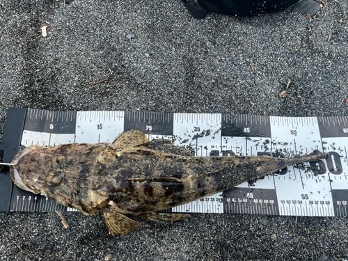 ワニゴチの釣果