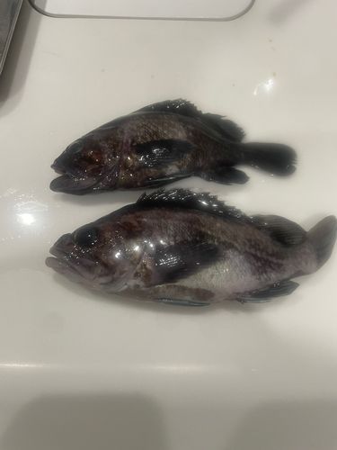 メバルの釣果
