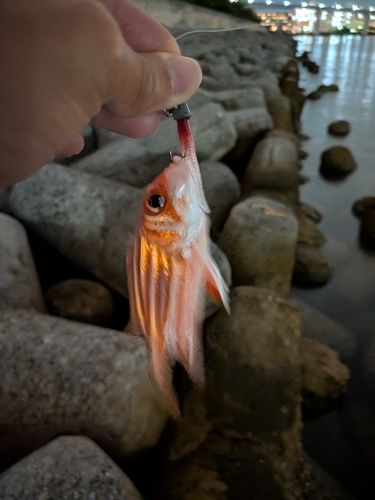 アヤメエビスの釣果