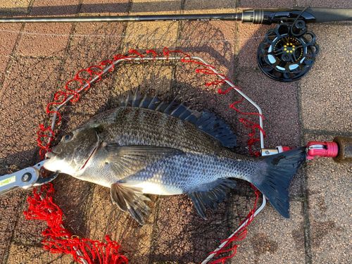 クロダイの釣果
