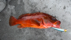 アカハタの釣果