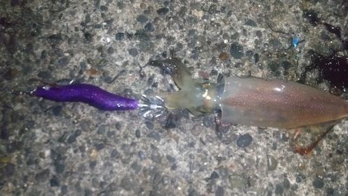 ケンサキイカの釣果