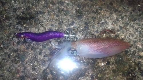 ケンサキイカの釣果