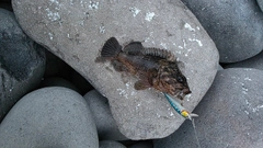 ムラソイの釣果