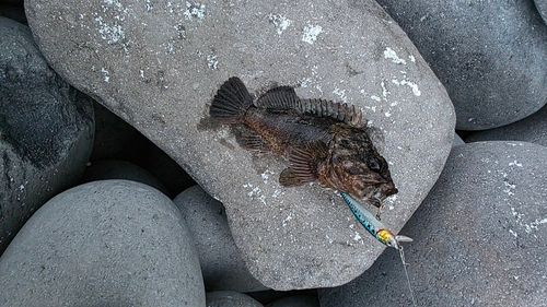 ムラソイの釣果