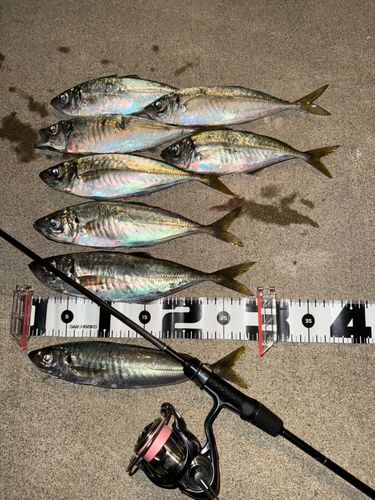 マアジの釣果