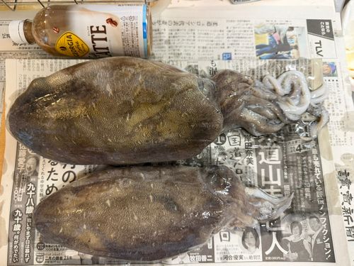 モンゴウイカの釣果