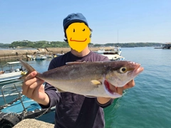 カンパチの釣果