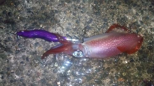 ケンサキイカの釣果