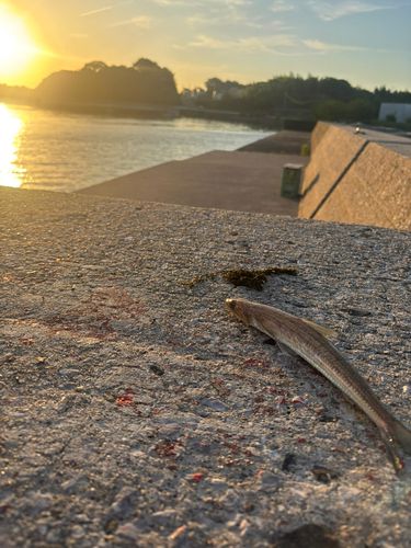 エソの釣果