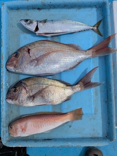 マダイの釣果