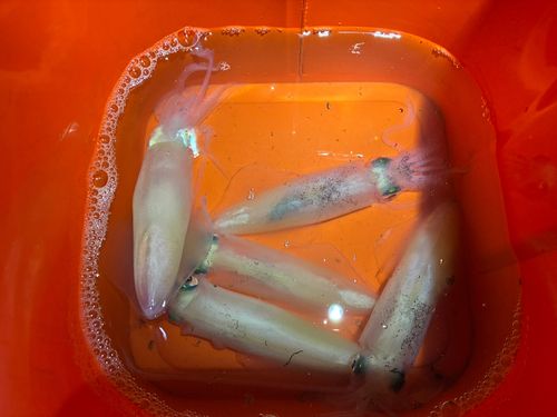 サクラマスの釣果