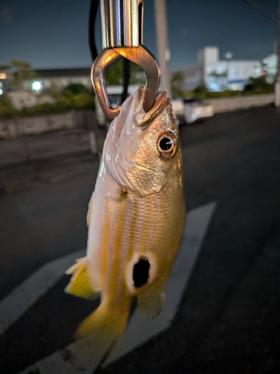 ヤマトビーの釣果写真