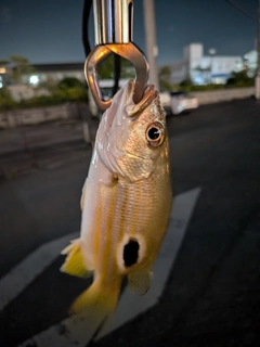 ヤマトビーの釣果