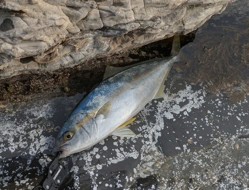 ヒラマサの釣果
