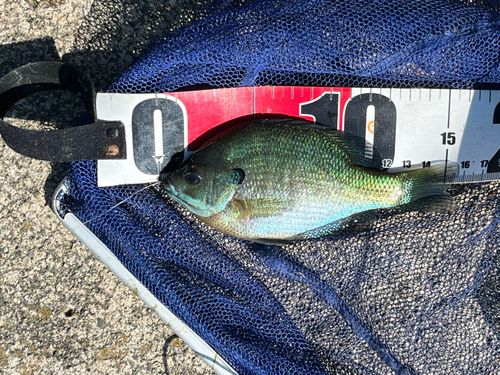 ブルーギルの釣果