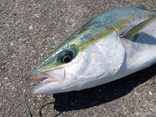 ワラサの釣果