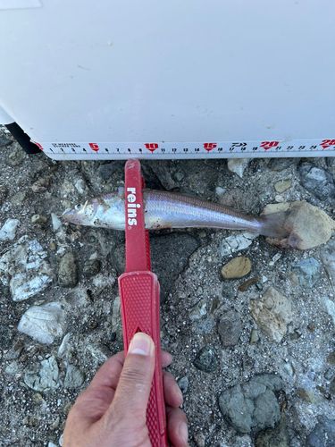 キスの釣果