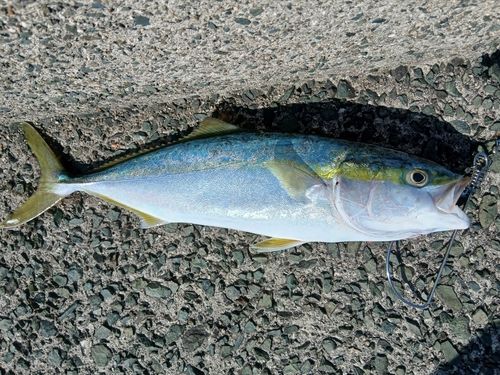ヤズの釣果