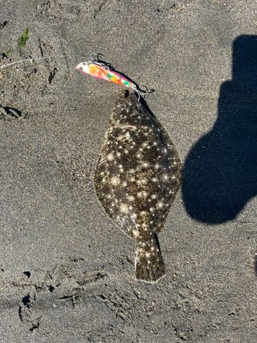 ソゲの釣果