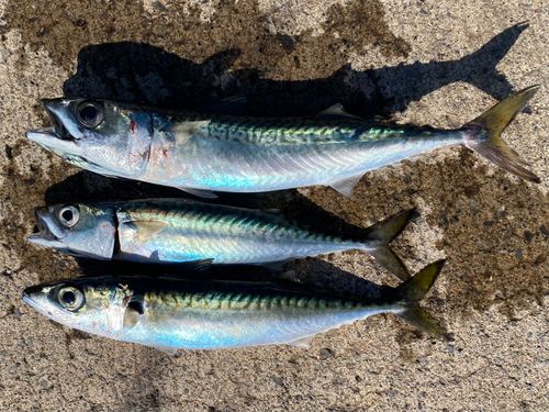サバの釣果