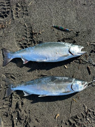 サクラマスの釣果