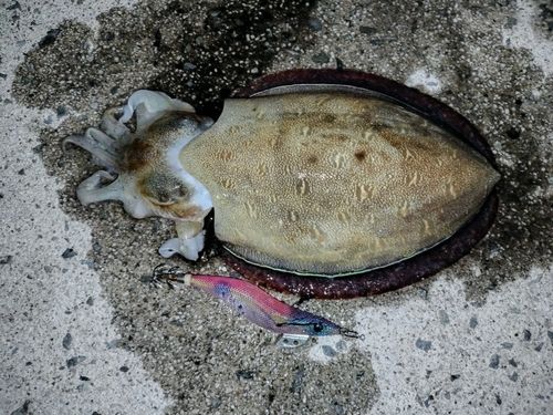 モンゴウイカの釣果