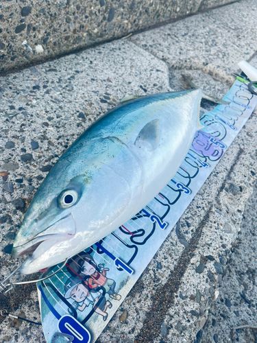 ワラサの釣果