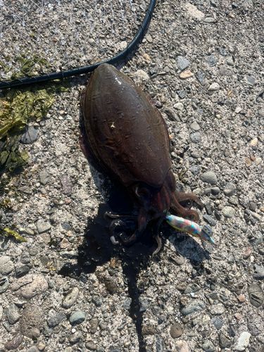 モンゴウイカの釣果