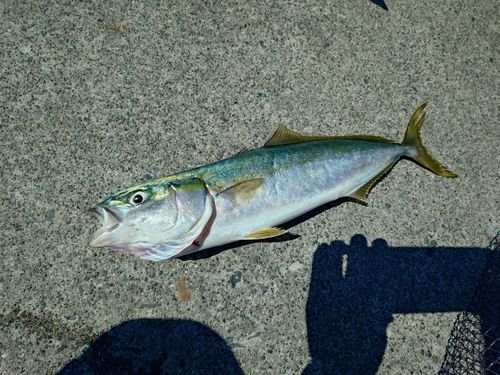 ワカシの釣果