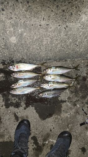 アジの釣果