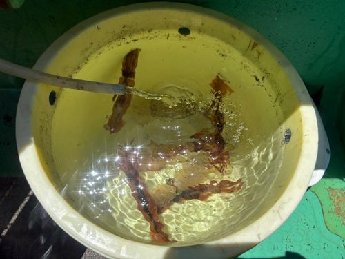 ケンサキイカの釣果
