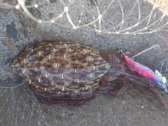 モンゴウイカの釣果