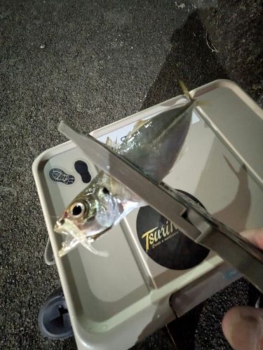 マアジの釣果