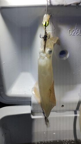 ケンサキイカの釣果