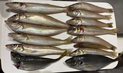 キスの釣果