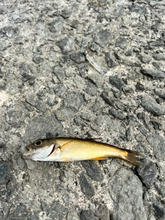 クロムツの釣果
